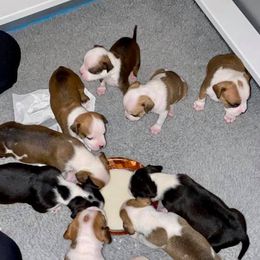 American Staffordshire Terriers from Naples Top Dogs LLC