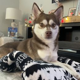 Koda  - Pomsky