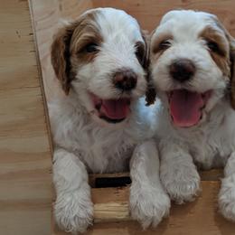 Goldendoodle, Bernedoodle, and Sheepadoodle Puppies from Teddy doodles & standard poodles