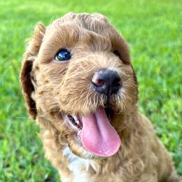 Latte - Apricot female Goldendoodle puppy in Fulshear, Texas from Little Potatoes