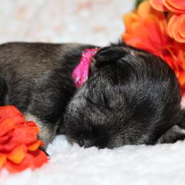 Miniature Schnauzer Puppies from Mystic Miniature Schnauzers
