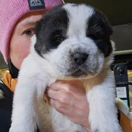 XACOBE - White male Central Asian Shepherd Dog puppy in Michigan from Guardian Dog