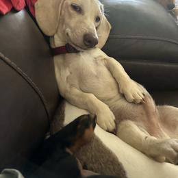 Sköll - Dachshund