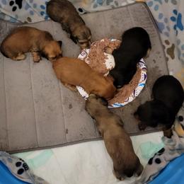Dachshund Puppies from CLARK'S BREEDING PROGRAM