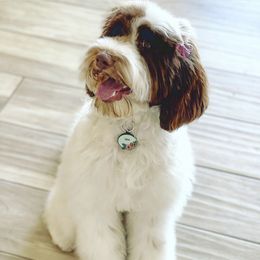 Lola - Australian Labradoodle