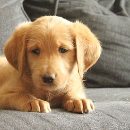 Abby - Gold female Labradoodle puppy in Apache Junction, Arizona from Loving Doodle