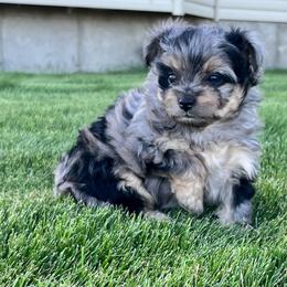 Mini - Blue merle female Aussiedoodle puppy in Ririe, Idaho from Diamond H Puppies