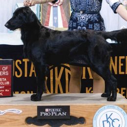 Flat-Coated Retrievers from Harlequin Flat-Coated Retrievers