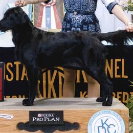 Flat-Coated Retrievers from Harlequin Flat-Coated Retrievers