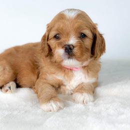 Dewdrop - Golden female Cockapoo puppy in Pledger, Texas from Sugarbear Cockapoos