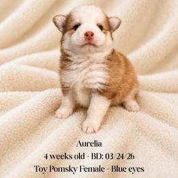 Aurelia - Red and white female Pomsky puppy in Lincoln, Nebraska from Blue Heaven Pomsky