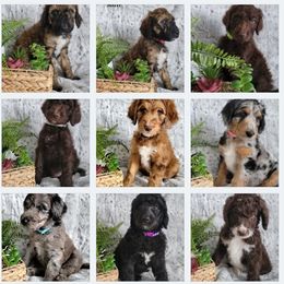 Aussiedoodle Puppies from B's Aussiedoodles