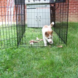 Siberian Husky Puppies from T and T Kennels