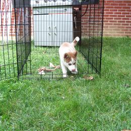 Siberian Husky Puppies from T and T Kennels