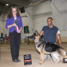 German Shepherd Puppies from Ca-She Shepherds