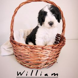 Sheepadoodle puppies from Iroz doodles