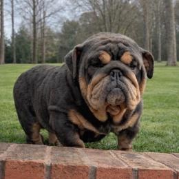 Dreamy - Bulldog