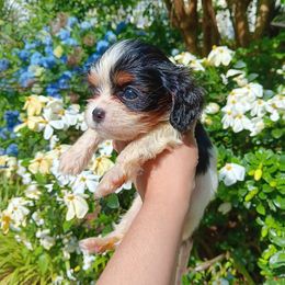 Ivan - Tri-color male Cavalier King Charles Spaniel puppy in Villa Rica, Georgia from Georgia Alabama Cavaliers