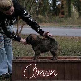 Neapolitan Mastiff and Tibetan Mastiff Puppies from Carolina Coastal Mastinos