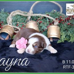 Rayna - Red tri female Miniature Australian Shepherd puppy in Madisonville, Texas from Flying LL Aussies