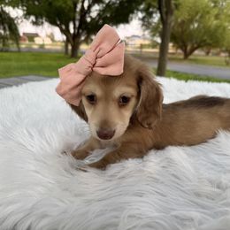 Celeste - Chocolate and cream female Dachshund puppy in Ontario, Oregon from Get A Long Little Doggie