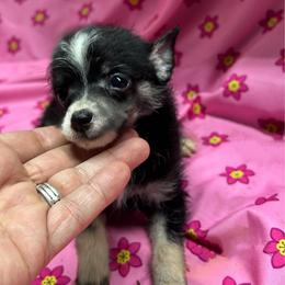 Bebop - Black and white female Chihuahua puppy in Henderson, Kentucky from Western Kentucky Chihuahua’s and Chinese Crested’s
