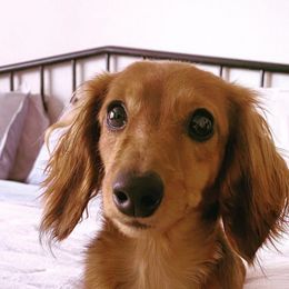 Dachshunds from Dixon Dachshunds