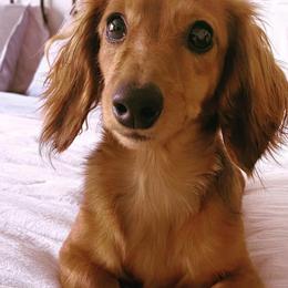 Dachshunds from Dixon Dachshunds
