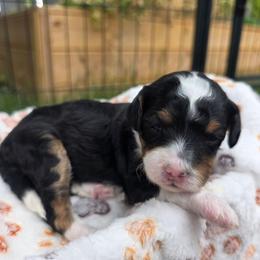 Lily - Tri-color female Bernedoodle puppy in Blackfoot, Idaho from Draper Mountain Doodles