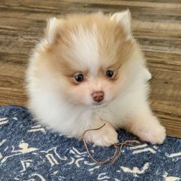 Izzy's boy - Orange parti male Pomeranian puppy in Cocoa, Florida from Pom Coast Pomeranians