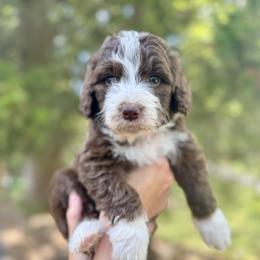 Aussiedoodle Puppies from Doodle Duo