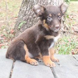Cayenne - Red tri-color female Australian Shepherd puppy in Macon, Georgia from Shaina’s Shepherds