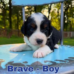 Brave - Tri-color male Bernedoodle puppy in Sherman, Illinois from Shirl Doodle Life