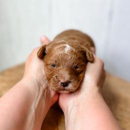 Girl 3 - Red female Assorted Doodle Crosses puppy in Arlington, Washington from Doodle Love Laugh