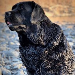 Brooke - Labrador Retriever