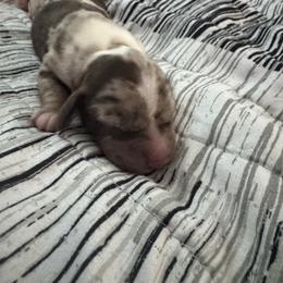 Boy 1 - Dapple male Dachshund puppy in Casselberry, Florida from Amore Mini Dachshund Breeders & More