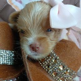 ImaNi - Gold female Yorkshire Terrier puppy in Humble, Texas from Marnax Yorkshire Babies