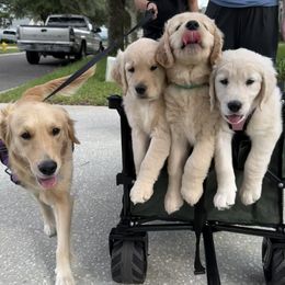 Golden Retriever puppies from Novas Golden Puppies