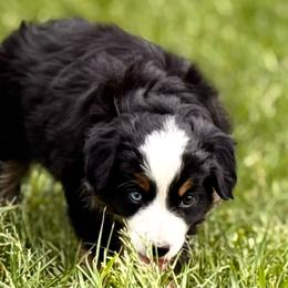 Abe - Black tri male Miniature Australian Shepherd puppy in Athol, Idaho from Northern Aussies
