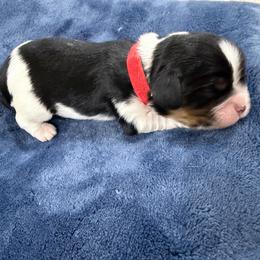Buddy - Black and tan male Cavalier King Charles Spaniel puppy in Riverside, California from Mia Loves Kingston Cavaliers