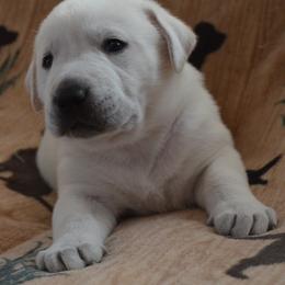 Champion Dad Klondike - Yellow male Labrador Retriever puppy in Spring Creek, Nevada from Badland Kennel