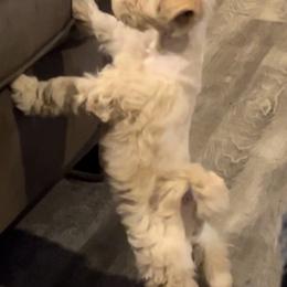 Audi - Wheaten male Miniature Schnauzer puppy in Port Orchard, Washington from Silver Bells Miniature Schnauzers