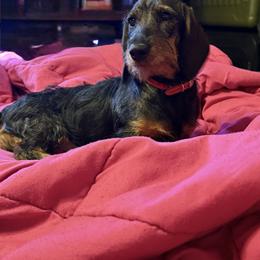 Cher - Dachshund