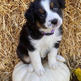 Miniature American Shepherds and Miniature Australian Shepherds from IGY6 Aussies