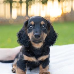Dachshund Puppies from Rising Dawn Dachshunds
