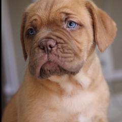 Dogue de Bordeaux Puppies from Theresea Martin