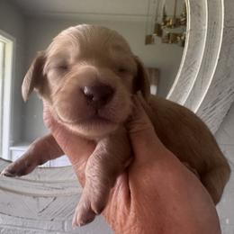 Holden - Cream male Dachshund puppy in Bentonville, Arkansas from T & D Dachshunds by design