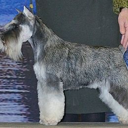 Havanese and Miniature Schnauzer All Grown Up from Maplecreek
