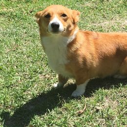 Baby - Pembroke Welsh Corgi