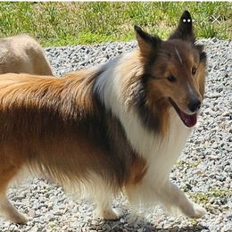 Picasso - Shetland Sheepdog
